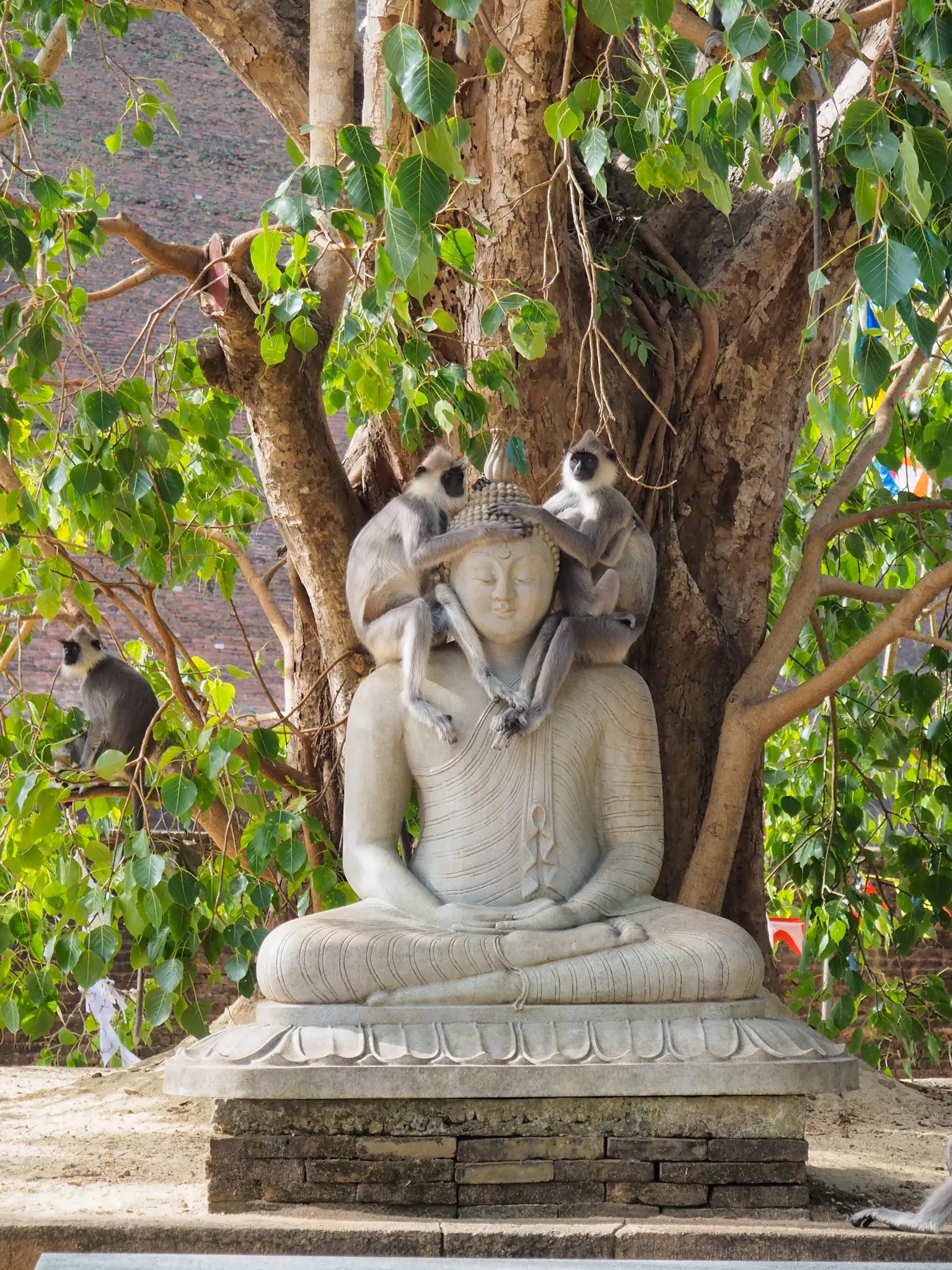 Buda y monos langures grises sobre un Buda en Anuradhapura