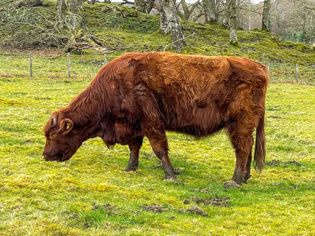 Vaca de las Highlands en el Parque Nacional Loch Lomond y los Trossachs