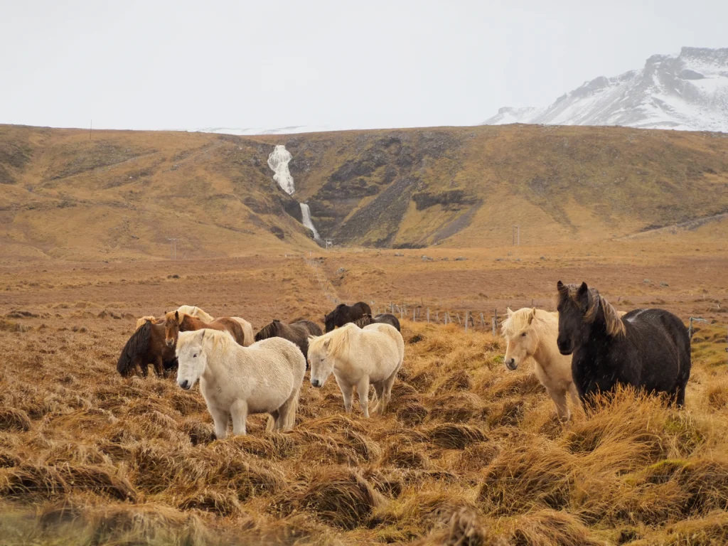 Caballos islandeses con la cascada Kerlingarfoss en la península de Snæfellsnes