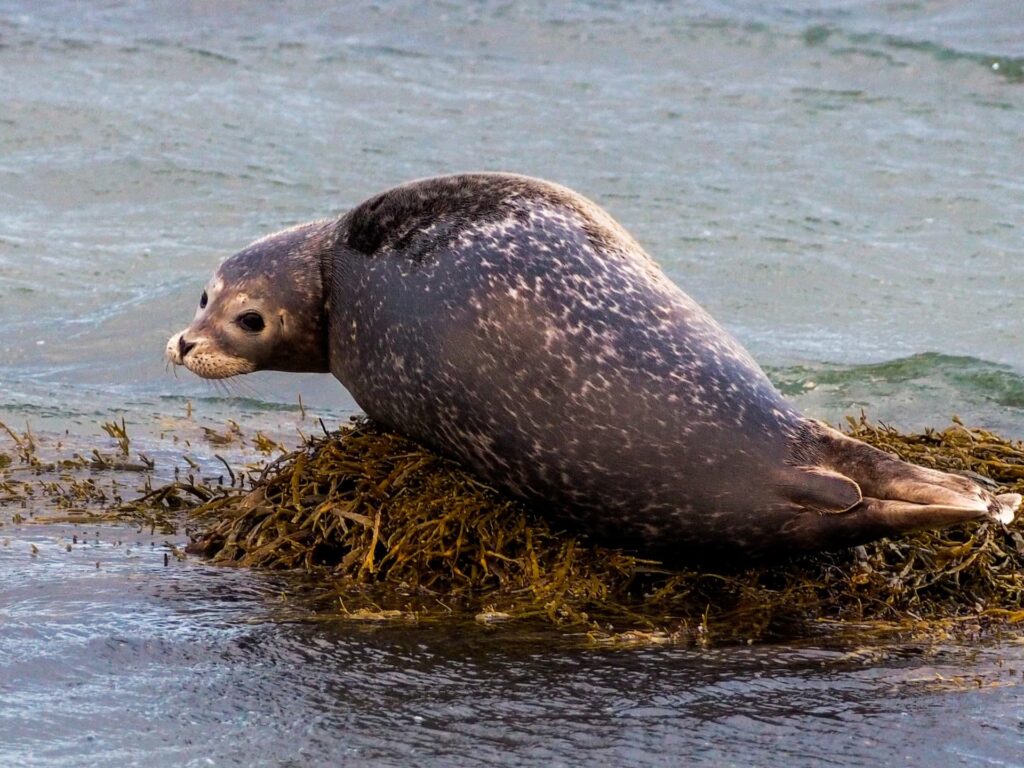 Focas en la playa de Ytri Tunga en la península de Snæfellsnes, uno de los mejores lugares para avistarlas