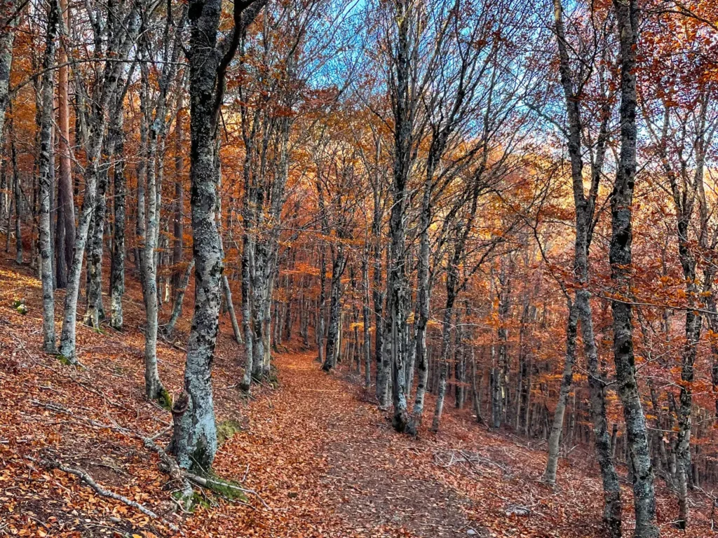 Hayedo Tejera Negra, una de las mejores rutas que hacer en Otoño cerca de Madrid