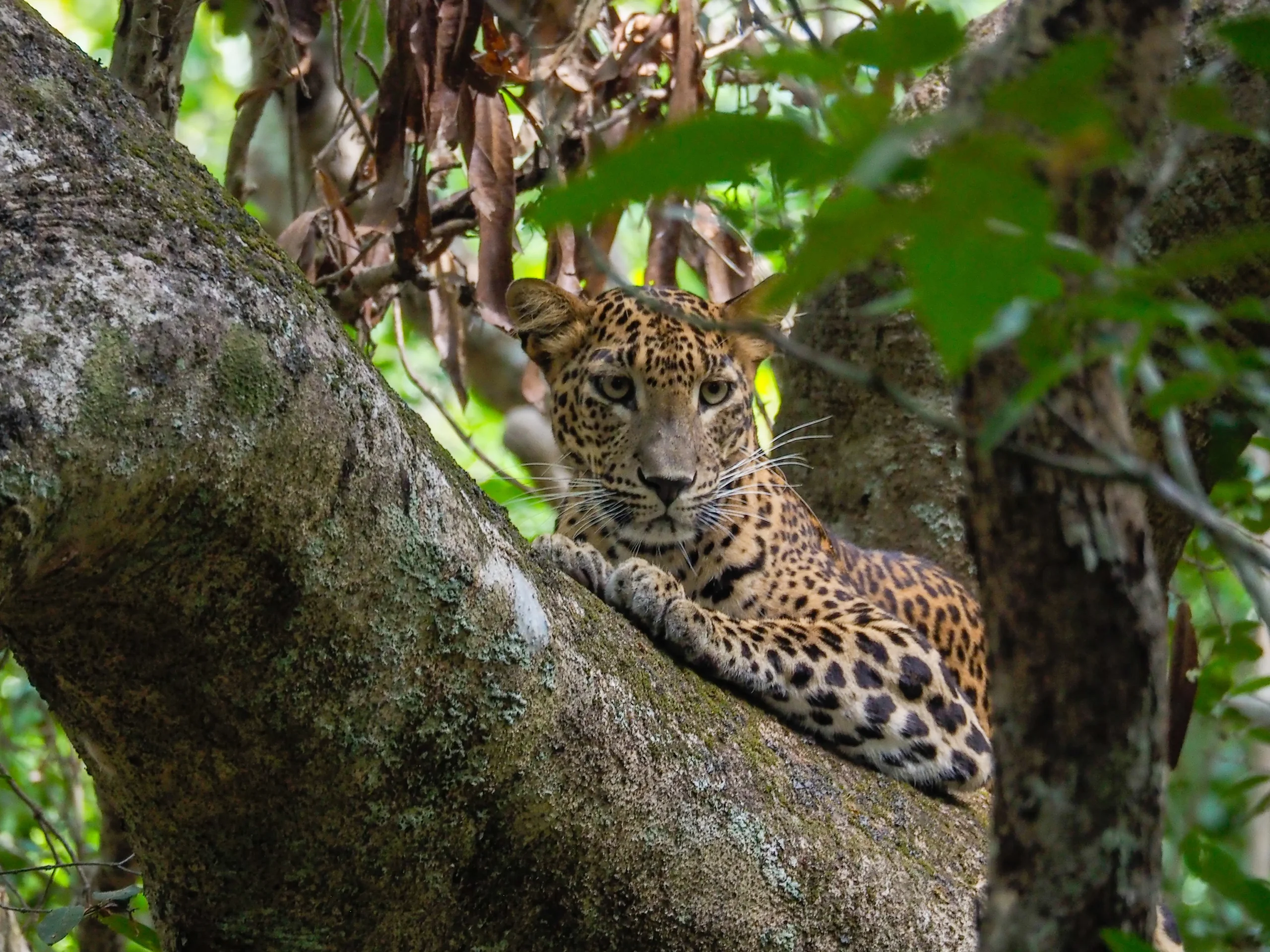 Leopardo en P.N. Wilpattu
