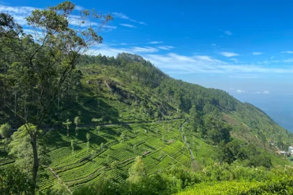 Campos de té en Haputale, Tierras Altas de Sri Lanka