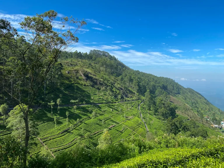 Campos de té en Haputale, Tierras Altas de Sri Lanka