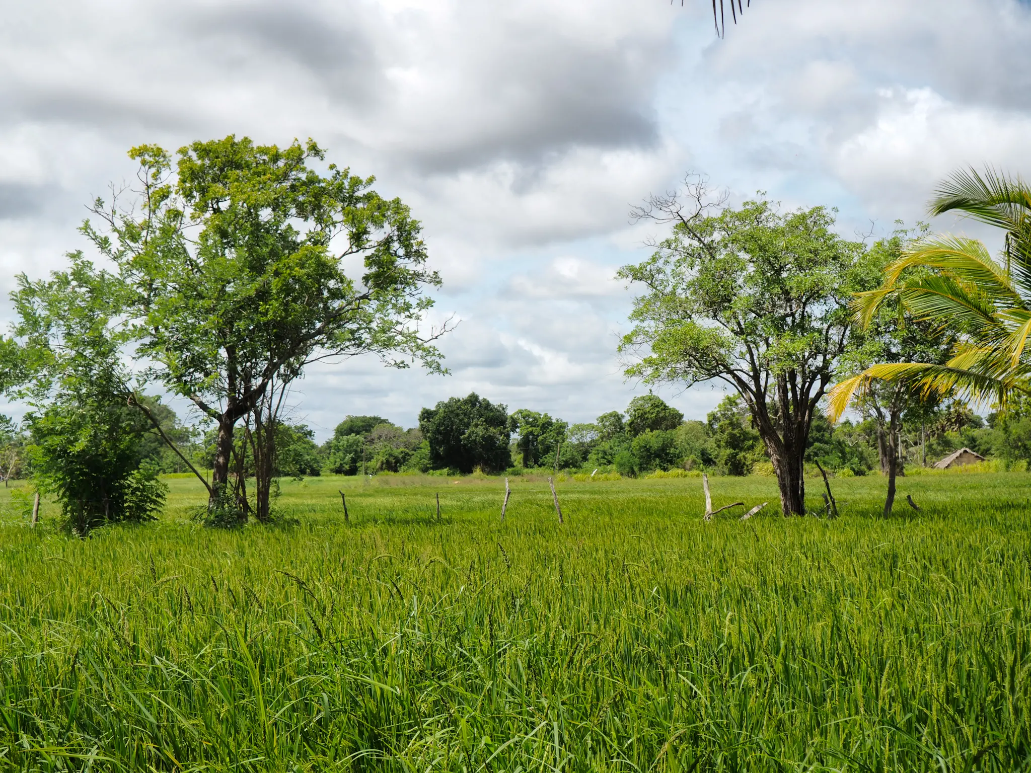 Vista a los arrozales desde nuestro alojamiento en Wilpattu