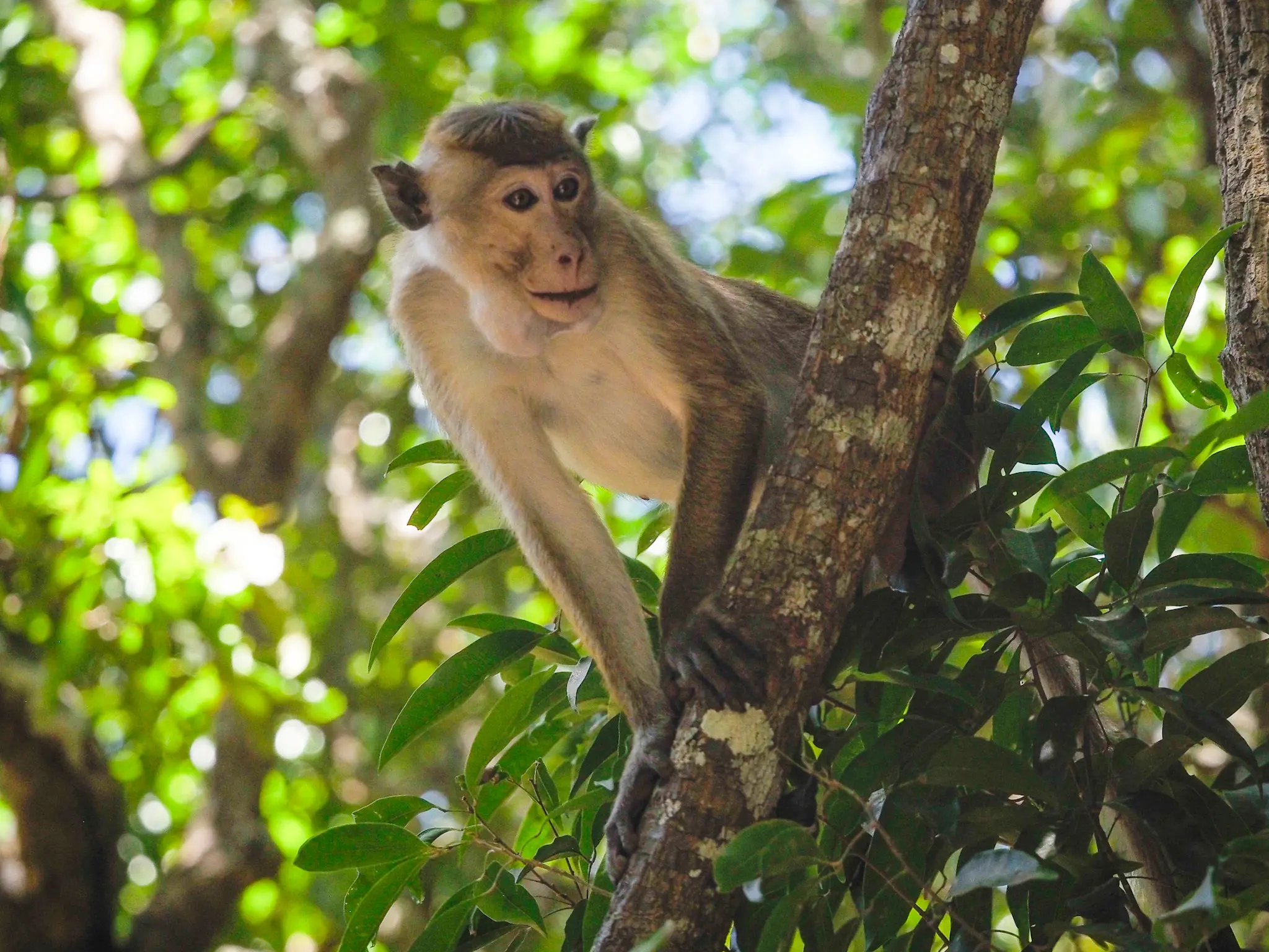 Mono al acecho en safari en Wilpattu, Sri Lanka